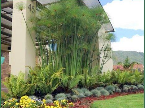 Jardín residencial con papiros, helechos y bordes de flores