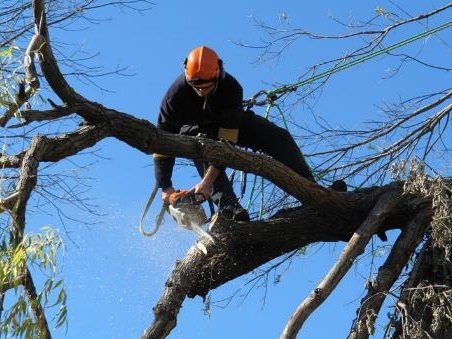 Poda de árbol en altura con motosierra y equipo de seguridad