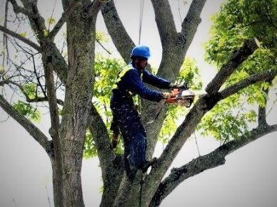 Poda de árbol con equipo de seguridad y motosierra